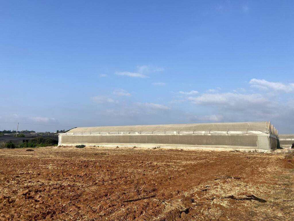 חממות בעמק חפר (צילום: יעל מסלטון, זווית) חממות בעמק חפר