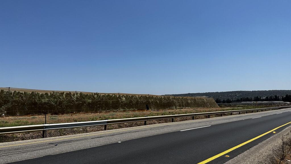 מטע בננות (צילום: רעות אלון, זווית) מטע בננות