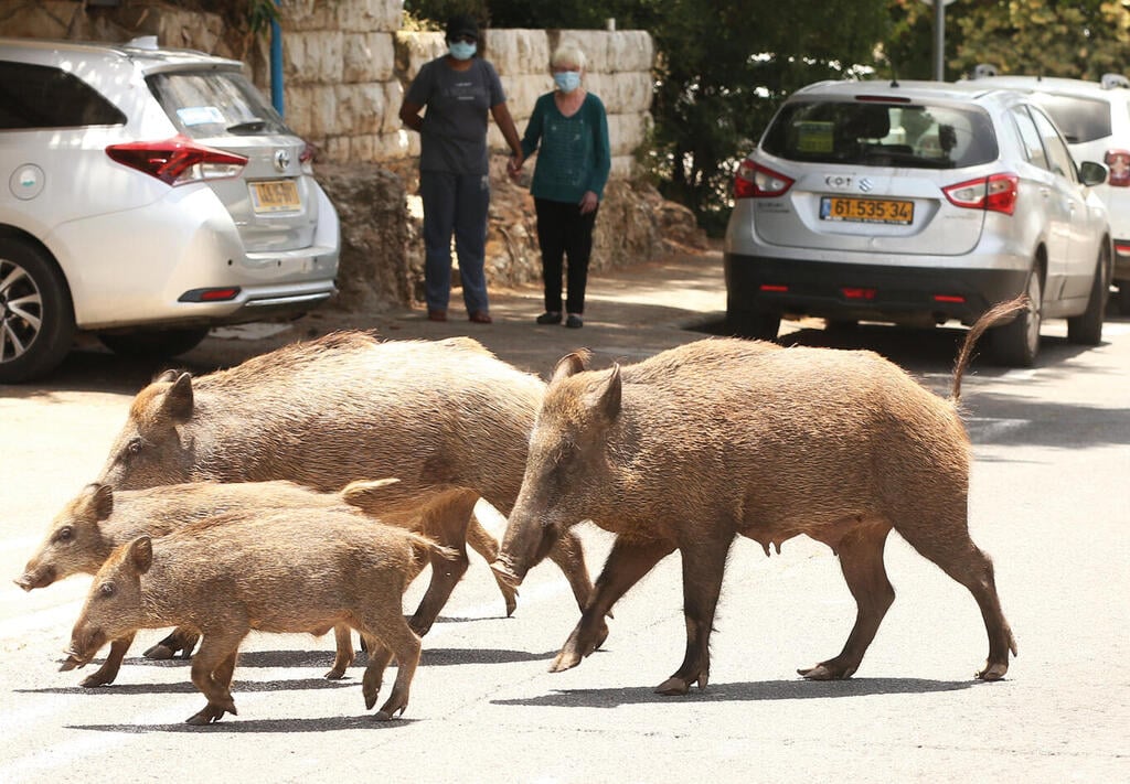 צילום: אלעד גרשגורן yk14016351