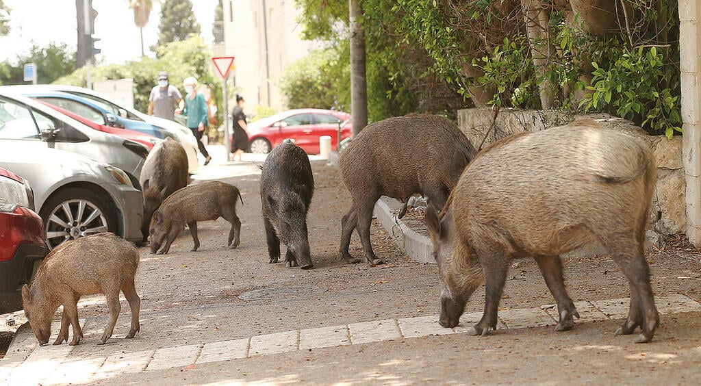 “המערכת האקולוגית הופרה”. חזירי בר ברחובות חיפה (צילומים: אלעד גרשגורן) yk14016353