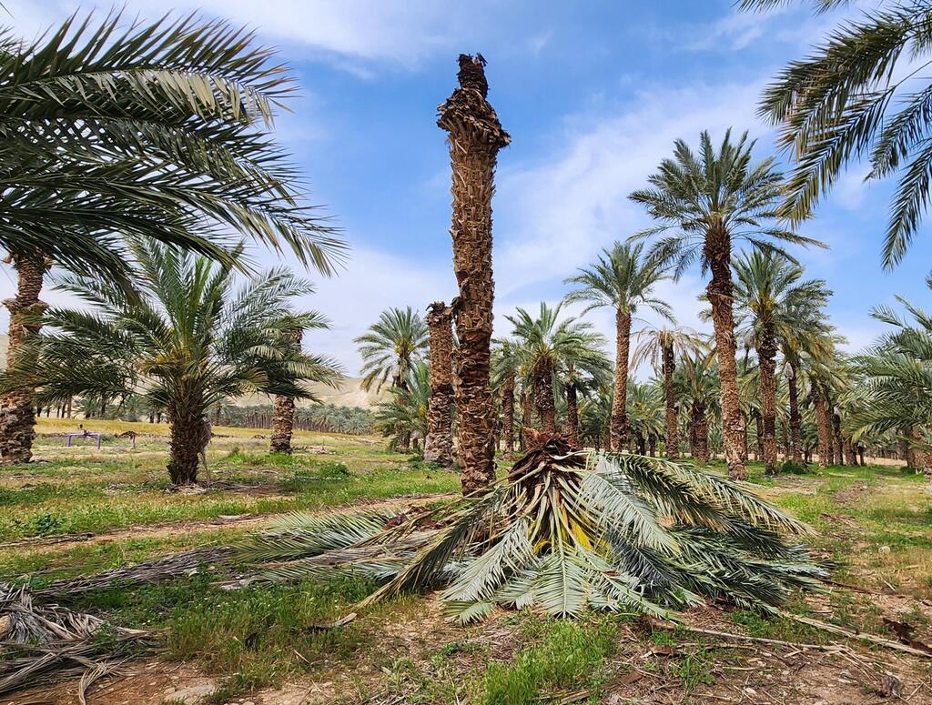 "עץ ללא ראש", שנפגע מחדקוניות (צילום: בוקי גלזנר) "עץ ללא ראש", שנפגע מחדקוניות