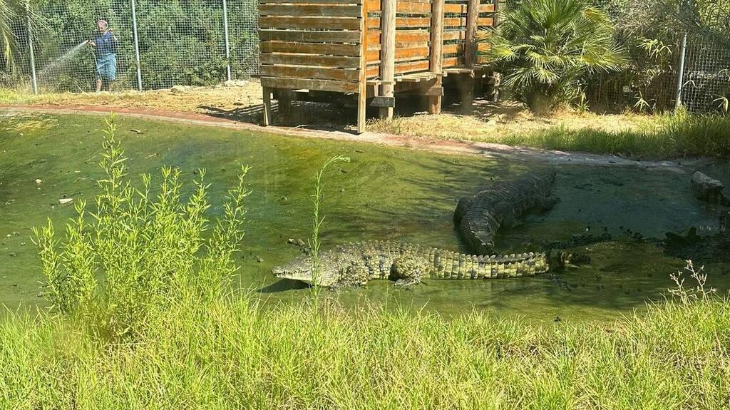 Crocodile attacks caretaker in zoo (Photo: Israel Police) תנין תקף תוקף גן החיות התנ"כי ירושלים נורה ירי מאבטח
