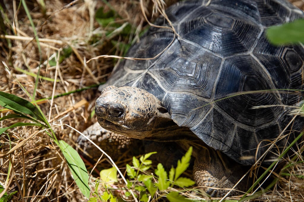 Galapagos tortoise, 'Edmund' (Photo: Alex Kolomoisky) צב הגלאפגוס אדמונד