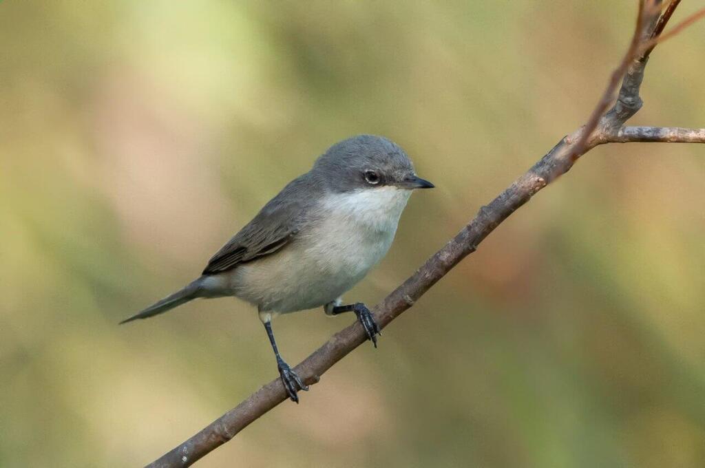 סבחי טוחנים (צילום: יובל דקס, פארק אריאל שרון) סבחי טוחנים