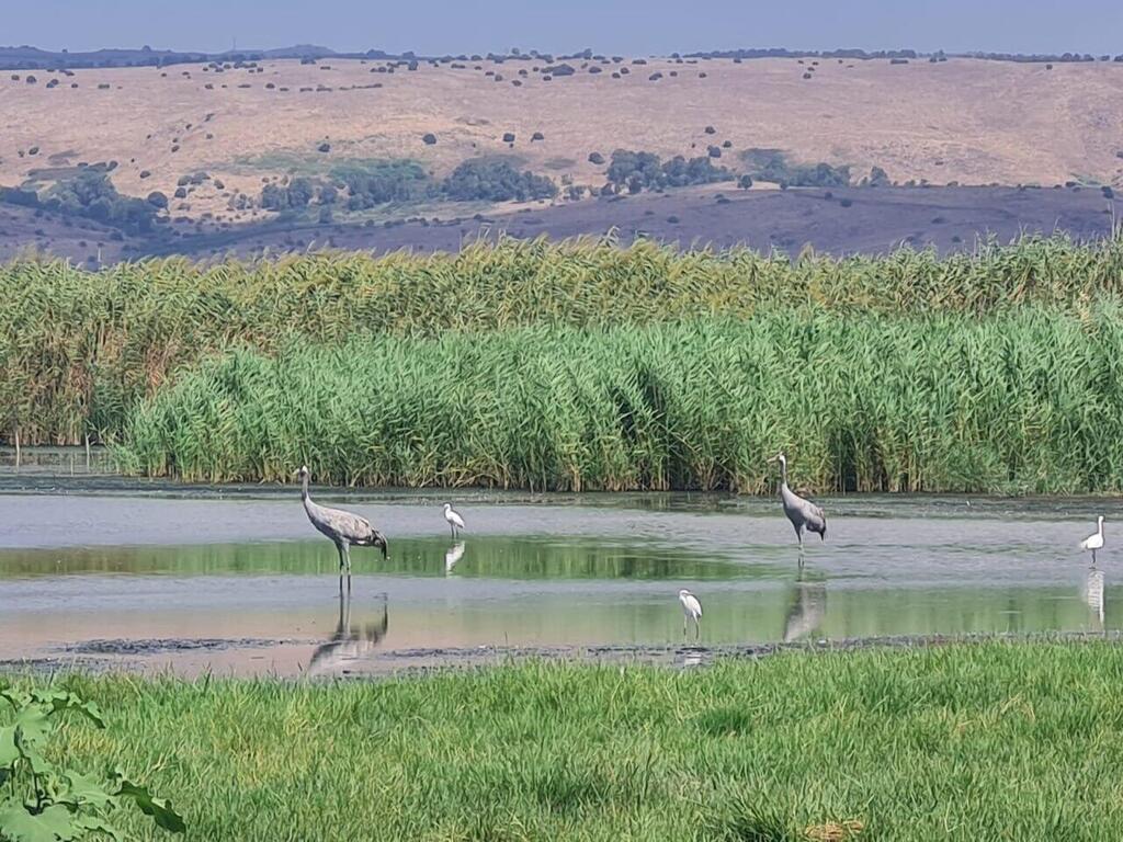 למרות המלחמה, ציפורים בעמק החולה (צילום: יורם מלכה, רשות הטבע והגנים) למרות המלחמה, ציפורים בעמק החולה