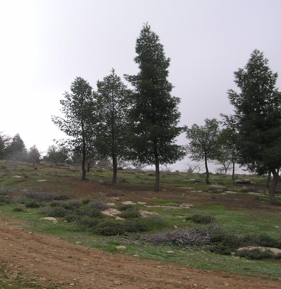 מכלוא אורן ביער יתיר (צילום: אביב אייזנבנד, קק"ל) מכלוא אורן ביער יתיר
