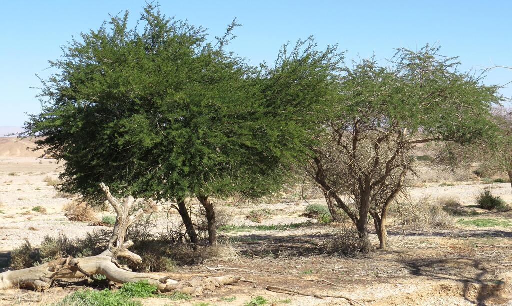 שיטים בנחל שיטה (צילום: בני שלמון) שיטים בנחל שיטה