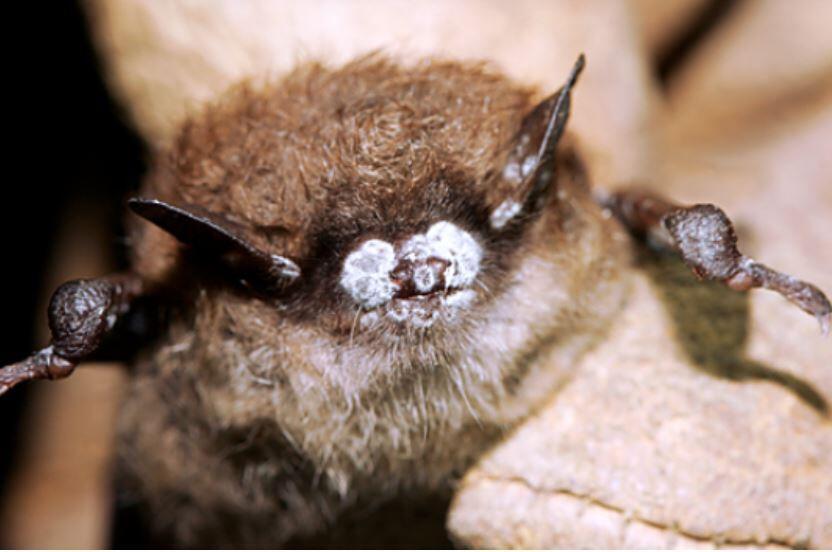 A brown bat infected with White-Nose Syndrome (Photo: US Fisheries and Wildlife Service / Ryan von Linden) A brown bat infected with White-Nose Syndrome