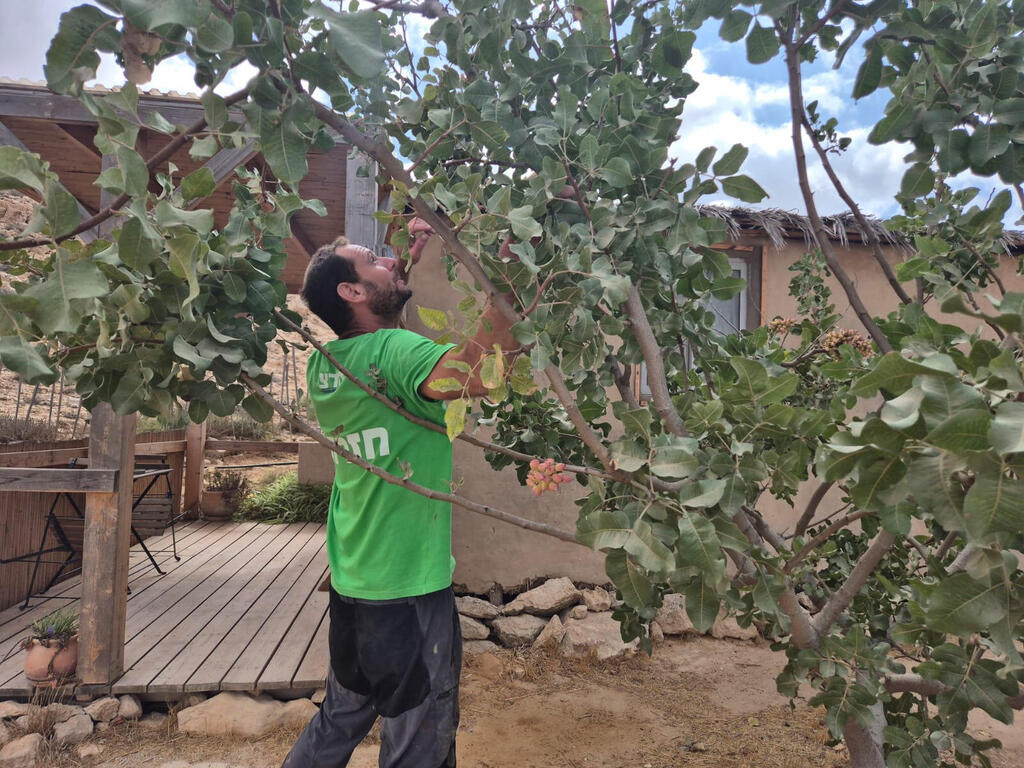 Pistachios take root against Iranian axis as Negev farmers strike back