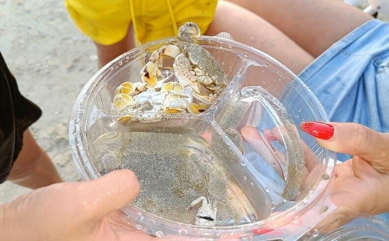 צילום: מתוך אפליקציית Seawatch
