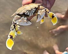 מתוך דיווח באפליקציית סי-ווטש yk14086628