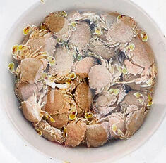 מתוך דיווח באפליקציית סי-ווטש yk14086631