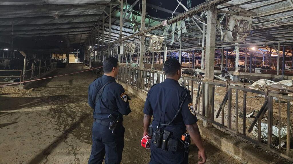 Direct hit on a cowshed in Beit She’arim in the Jezreel Valley killed several cows (Photo: Israel Police) רקטה פגעה ברפת בעמק יזרעאל