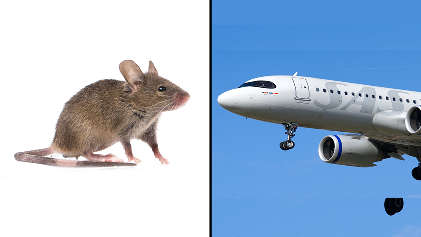 העכבר זינק מהמנה (צילומים: shutterstock ו-Travers Lewis / Shutterstock.com) העכבר זינק מהמנה
