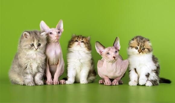 How do you define a cat? Cats that don't necessarily fit the same definition (Photo: Shutterstock) How do you define a cat? Cats that don't necessarily fit the same definition