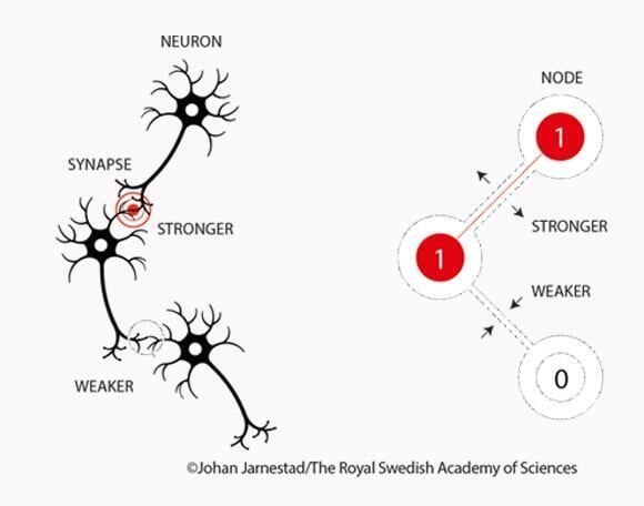 Basic learning in the brain occurs through changes in the strength of connections between neurons, and the same process takes place in an artificial neural network (Photo: Nobel Prize website) Basic learning in the brain occurs through changes in the strength of connections between neurons, and the same process takes place in an artificial neural network