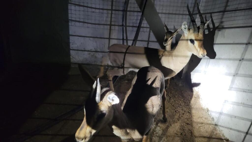 שלושה מהצבאים שהוחזקו בכלוב ברזל (צילום: רשות הטבע והגנים) שלושה מהצבאים שהוחזקו בכלוב ברזל