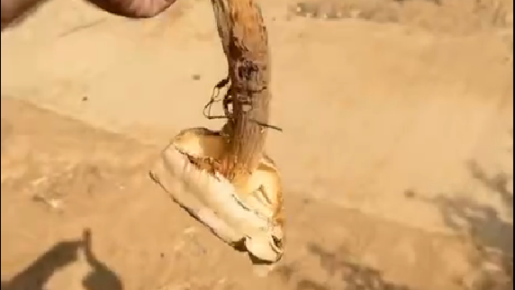 The fungus that was found (Photo: Courtesy of Gal Zohar) הכלונסית המעוצה שמצא גל זוהר ביישוב פדויים
