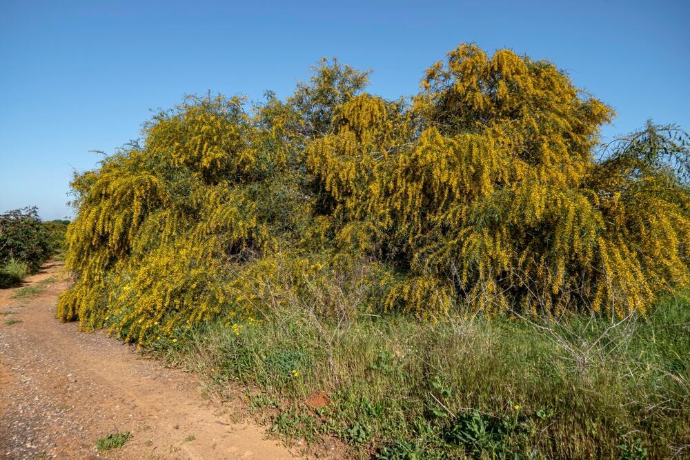 שיטה כחלחלה. מין פולש בישראל (צילום: shutterstock) שיטה כחלחלה. מין פולש בישראל