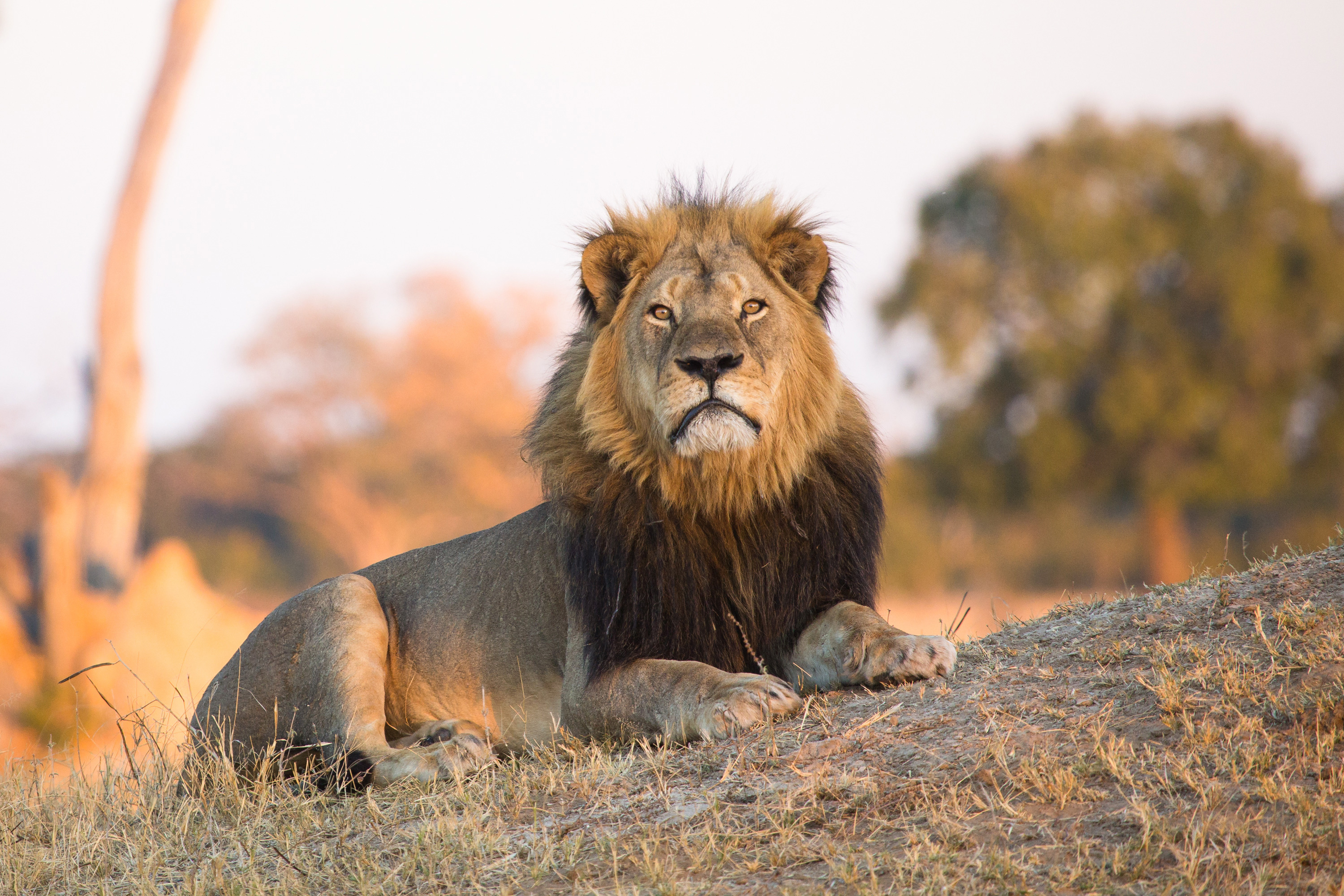פיתה אריה לצאת משמורה והרג אותו באמצעות חץ וקשת
