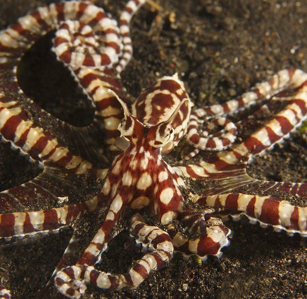 Mimic Octopus Mimicking Diver