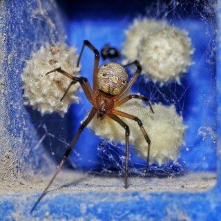 Brown Widow Spider  Center for Invasive Species Research