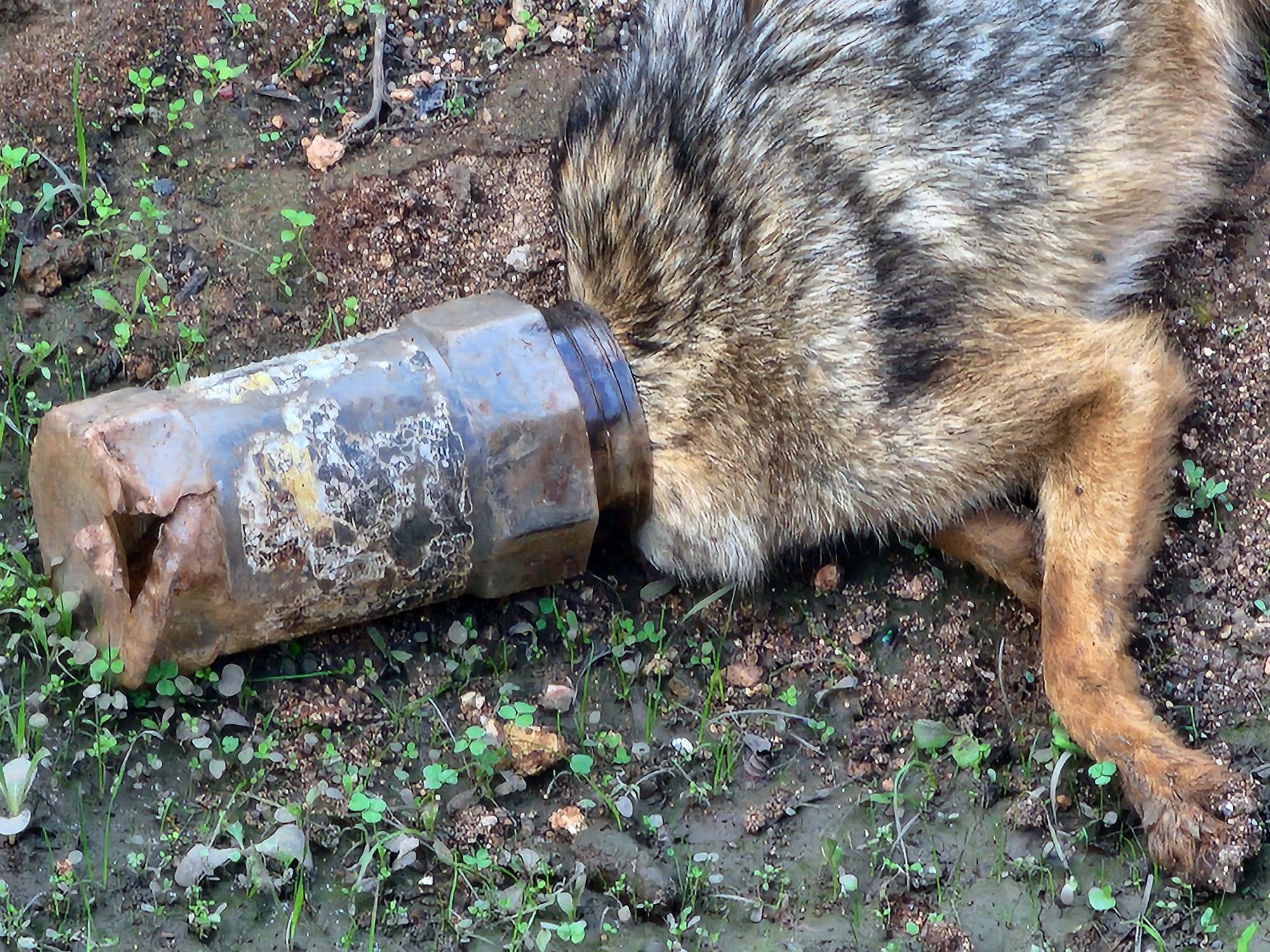 Jackal found dead in northern Israel with head stuck in discarded plastic  bottle