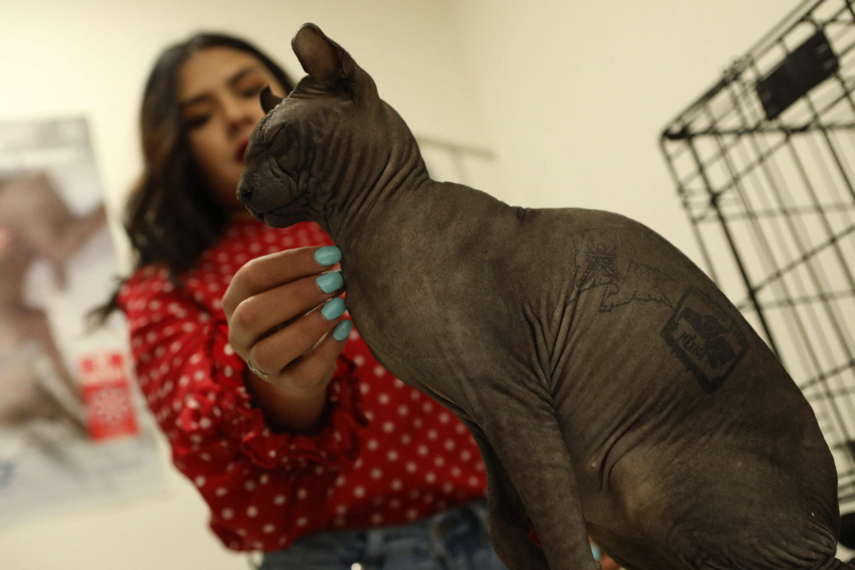 Tattooed Mexican cat seeks new home after life behind bars  Life