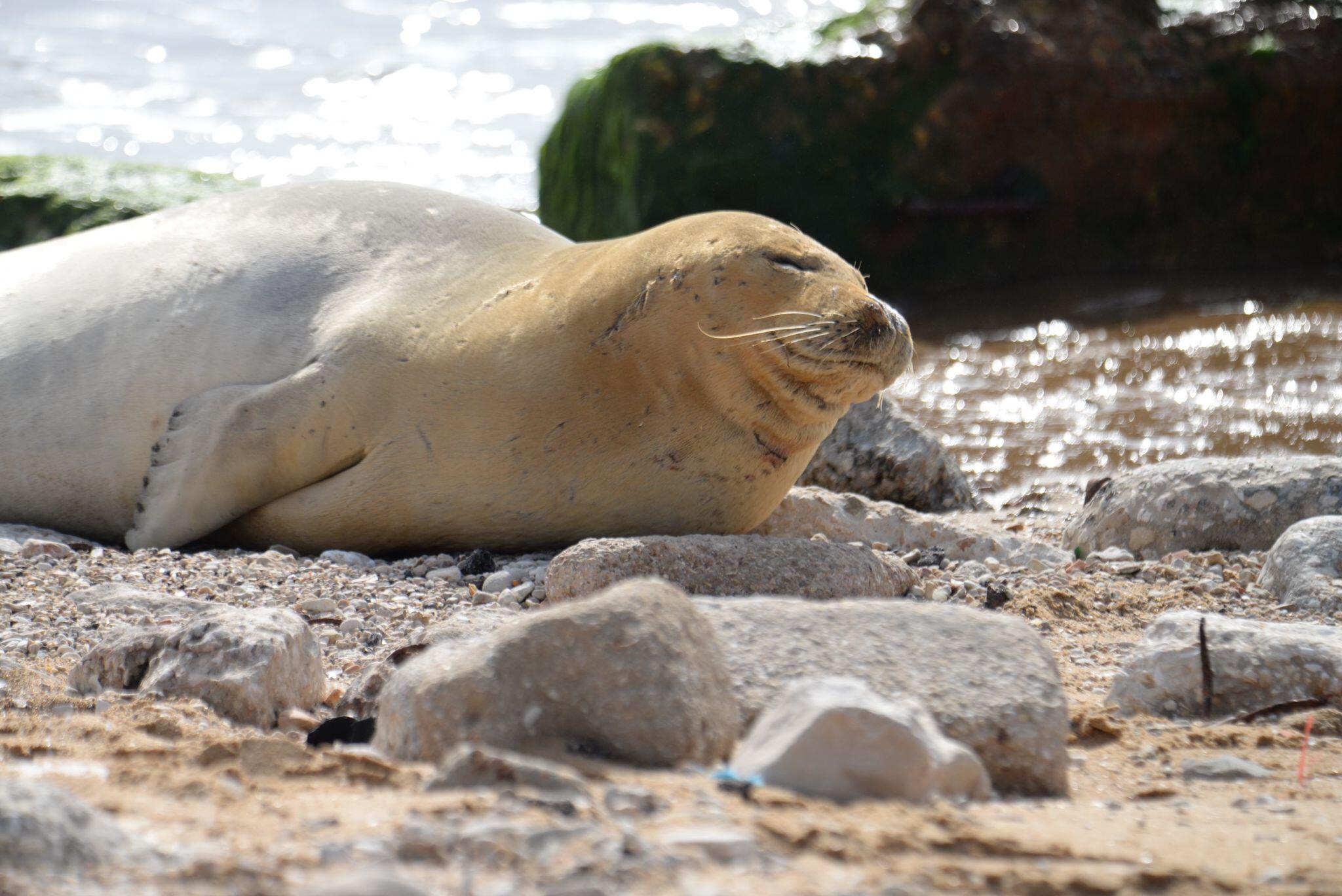 A welcome guest: Why did this rare seal make a stopover in Israel?