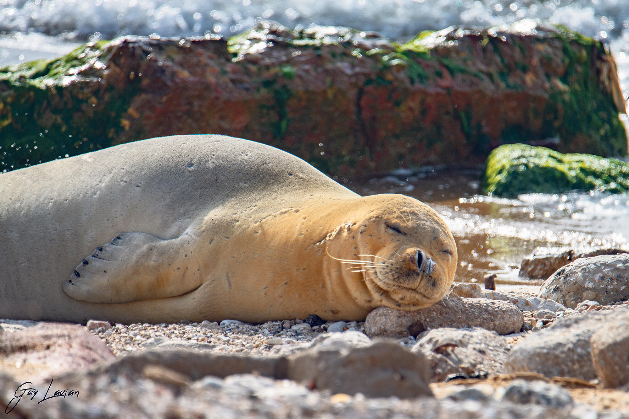 Yulia the seal may have moved on from Israel's coast