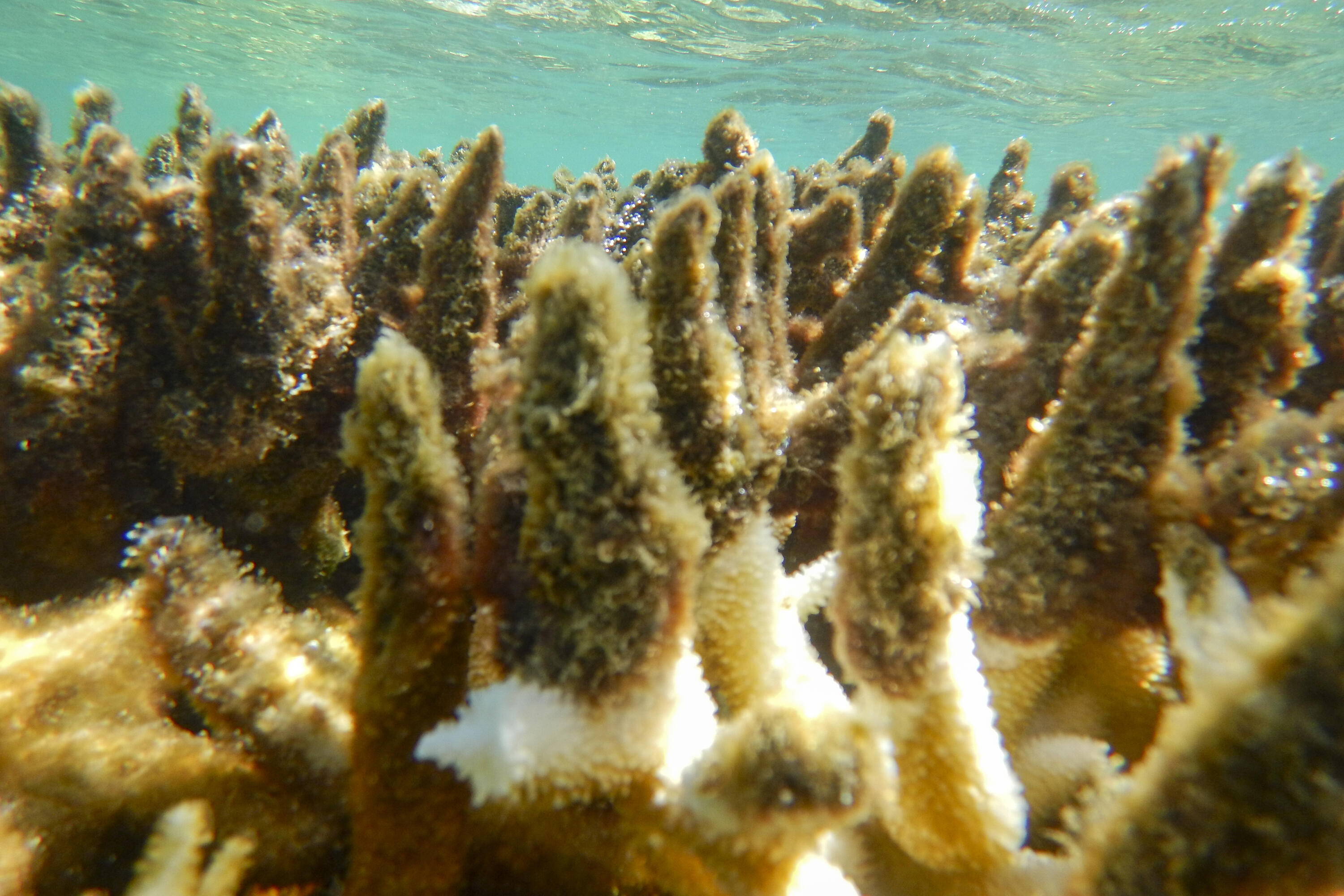 How climate change weakens coral 'immune syst