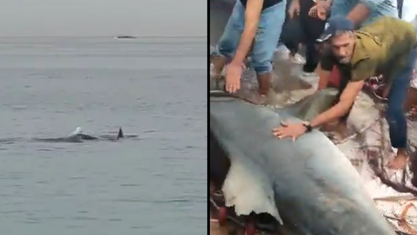 Нападения на туристов. Акула в море.