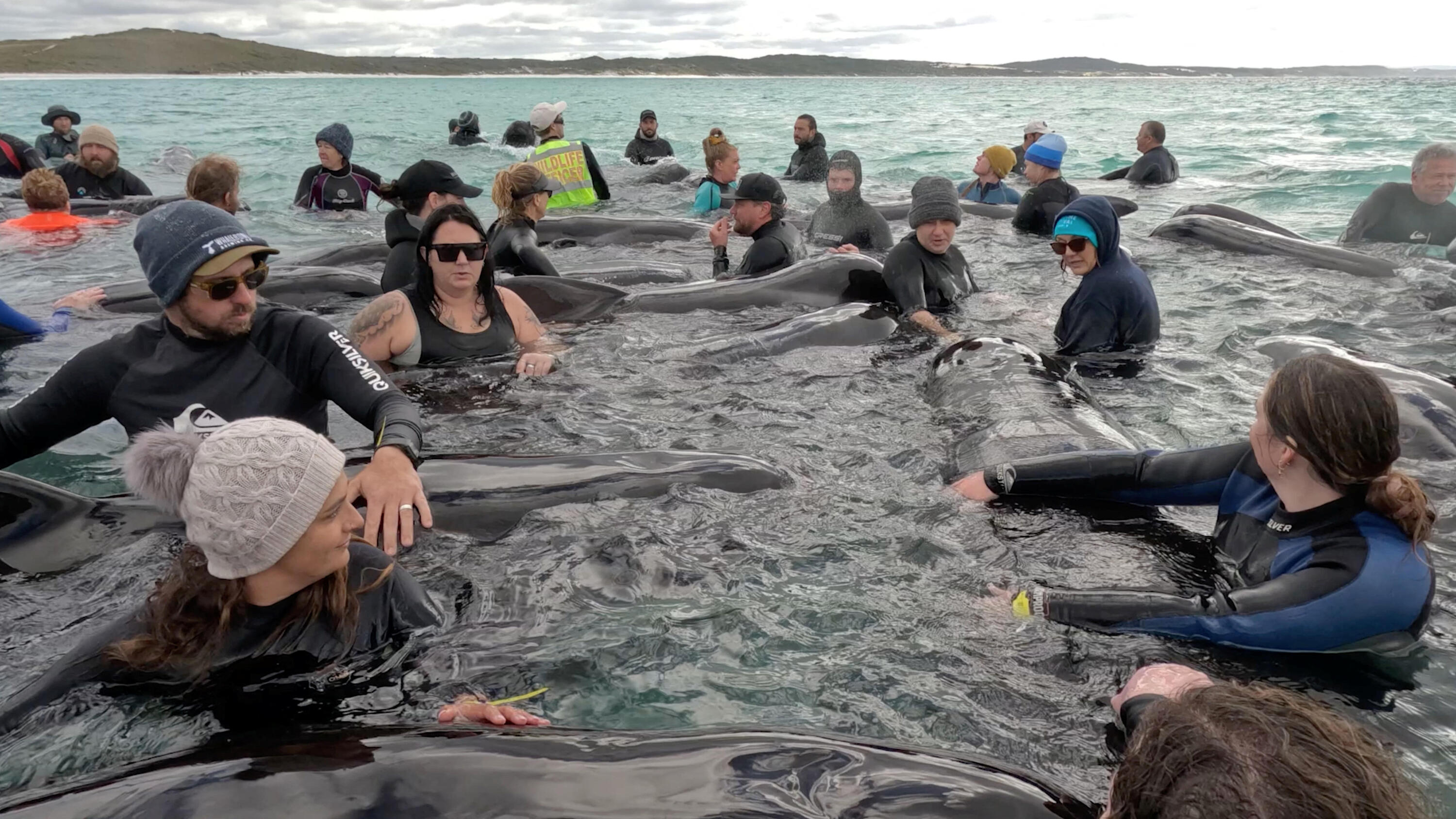 Hundreds of whales beached on New Zealand islands - ABC News