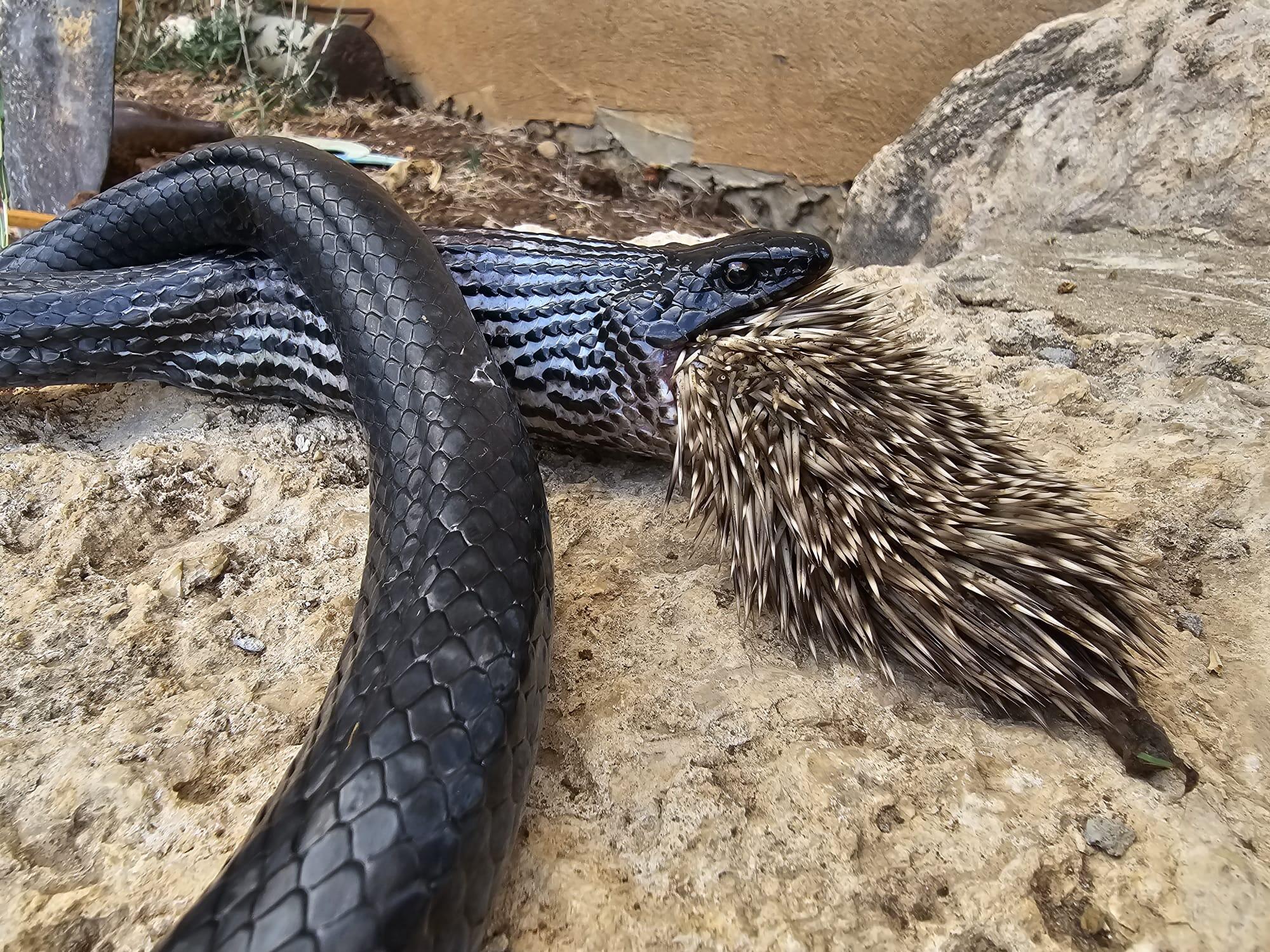 Snake dies trying to swallow hedgehog whole in Israel