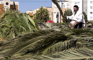 מהם סוככיים? "שטיפת מוח" מדעית לסוכות
