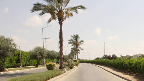 גבר נהרג מקריסת עץ בשרון