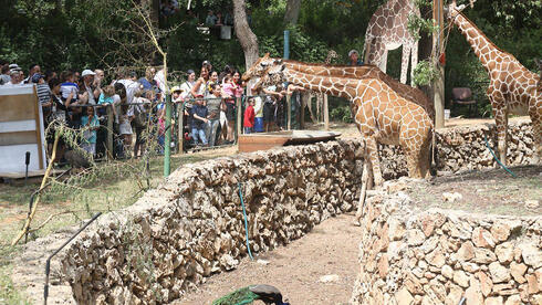 אחרי יותר מ-50 שנה: הספארי ברמת גן יעבור למקום חדש