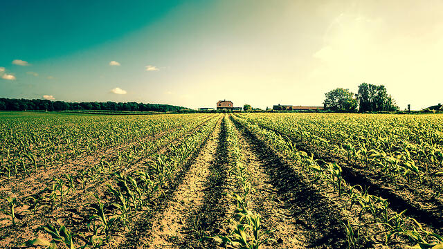 Из-за войны: израильские фермеры несут миллионные убытки