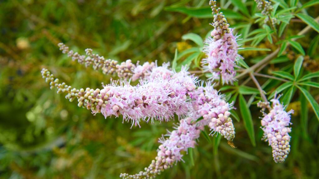 Hormonal balance and women's health: Chaste tree (Vitex agnus-castus) (Photo: Shutterstock) Hormonal balance and women's health: Chaste tree (Vitex agnus-castus)