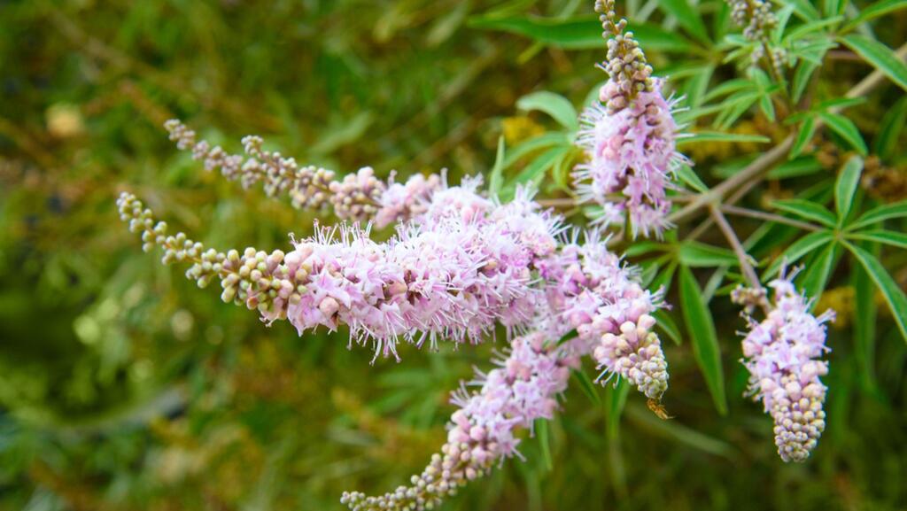 איזון הורמונלי ובריאות נשית. שיח אברהם