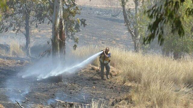 צילום: איציק לוגסי, יערן קק״ל