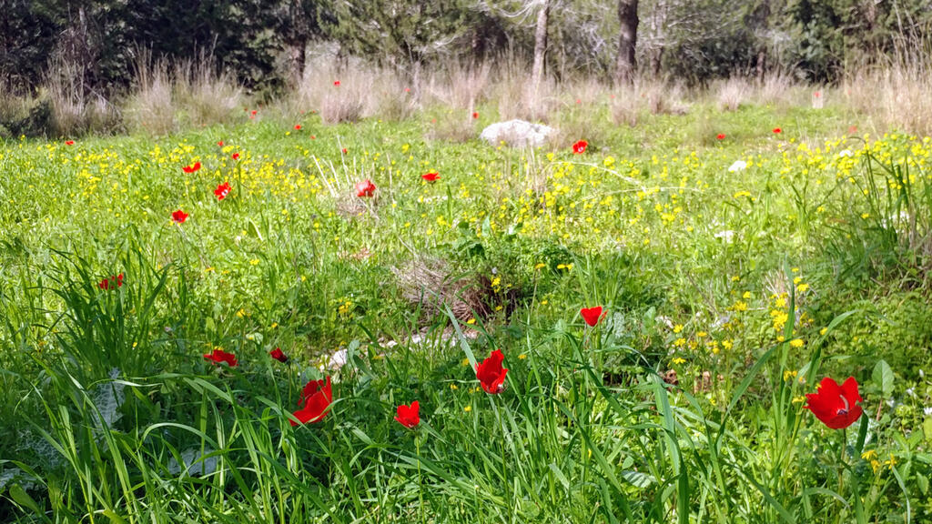 Shoham Forest Park (Photo: Kobi Amit) פארק יער שוהם