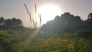 פריחה בבת שלמה בצפון
