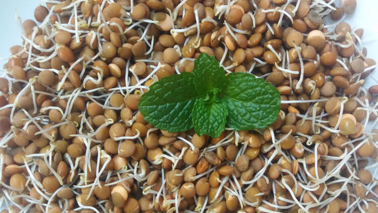 שדרוג משמעותי. הנבטה