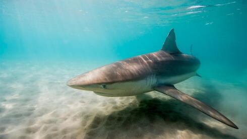 Blood tests reveal industrial pollutants in sharks off Israel’s Mediterranean coast