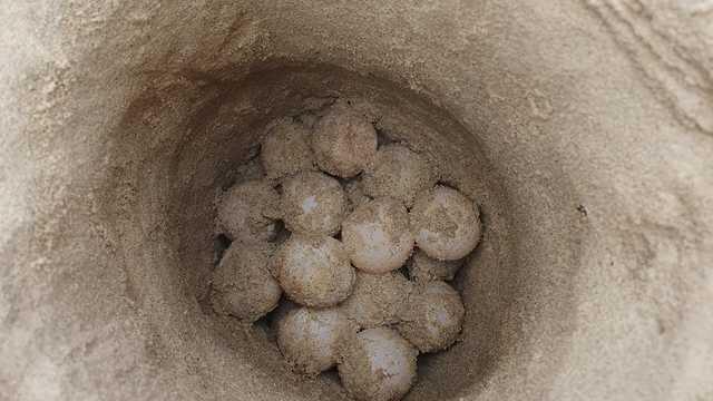 השועל מנסה לטרוף את הביצים