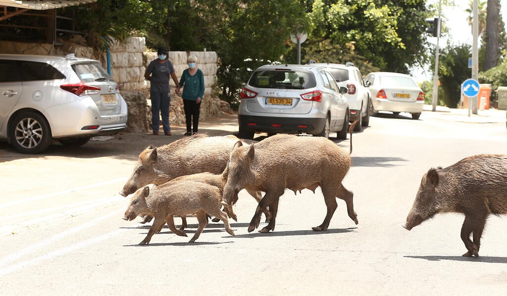 Photo: Elad Gershgoren חזירי בר בחיפה