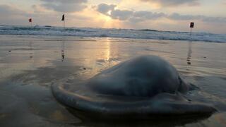 השקיעה בחוף ראשון בת ים