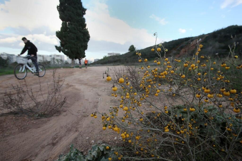 גבעות הכורכר נס ציונה (צילום: אבי מועלם) גבעות הכורכר נס ציונה