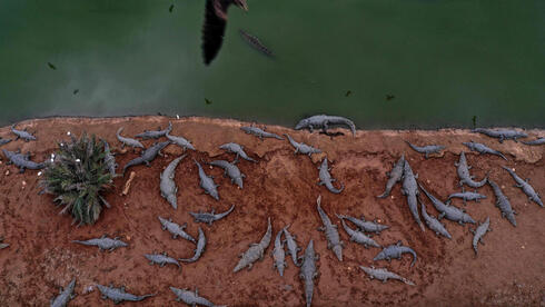 Israel killed hundreds of crocs over terror fears